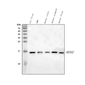 C19orf10/MYDGF Rabbit Polyclonal Antibody