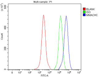 MMACHC Rabbit Polyclonal Antibody