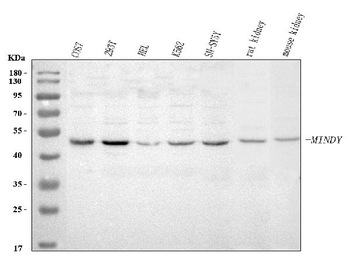 MINDY3 Rabbit Polyclonal Antibody