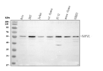 NAP1L1 Rabbit Polyclonal Antibody