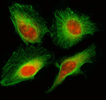 C21orf45/MIS18A Rabbit Polyclonal Antibody