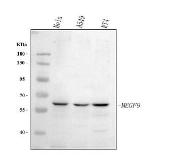 MEGF9 Rabbit Polyclonal Antibody