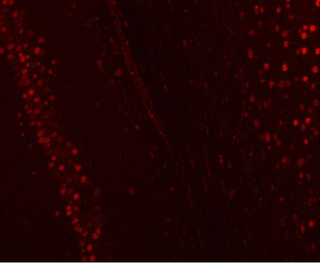 NUCKS1 Rabbit Polyclonal Antibody