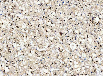 NUB1 Rabbit Polyclonal Antibody
