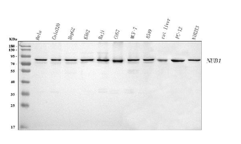 NUB1 Rabbit Polyclonal Antibody