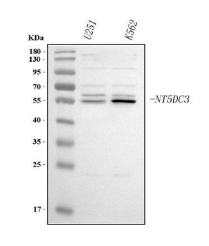 NT5DC3 Rabbit Polyclonal Antibody