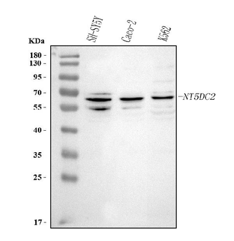 NT5DC2 Rabbit Polyclonal Antibody