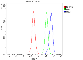NSG1 Rabbit Polyclonal Antibody
