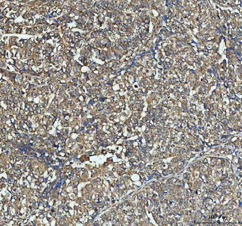 NSG1 Rabbit Polyclonal Antibody