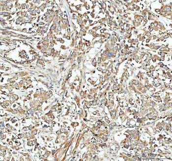 NSG1 Rabbit Polyclonal Antibody