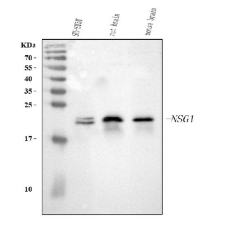 NSG1 Rabbit Polyclonal Antibody