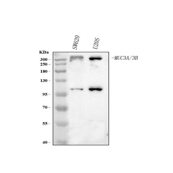 MUC3A/B Rabbit Polyclonal Antibody