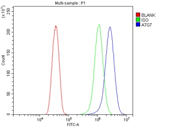 Apg7/ATG7 Rabbit Polyclonal Antibody