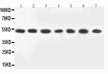 MEK2/MAP2K2 Rabbit Polyclonal Antibody