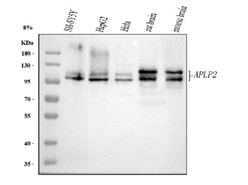 APLP2 Rabbit Polyclonal Antibody