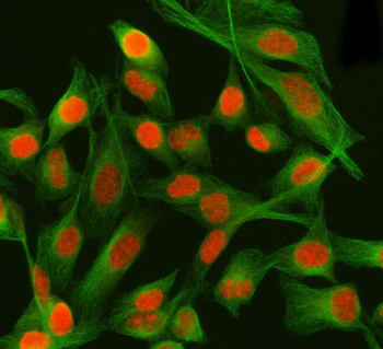 PSIP1 Rabbit Polyclonal Antibody