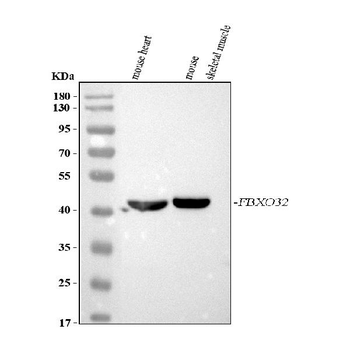 FBXO32 Rabbit Polyclonal Antibody