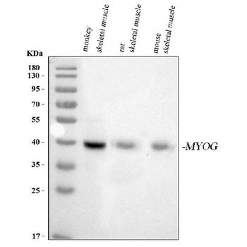 Myogenin/MYOG Rabbit Polyclonal Antibody