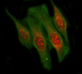 LIN9 Rabbit Polyclonal Antibody