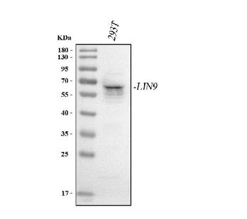 LIN9 Rabbit Polyclonal Antibody