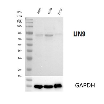 LIN9 Rabbit Polyclonal Antibody