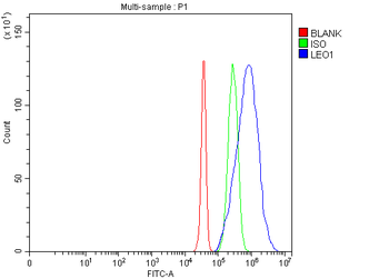 LEO1 Rabbit Polyclonal Antibody