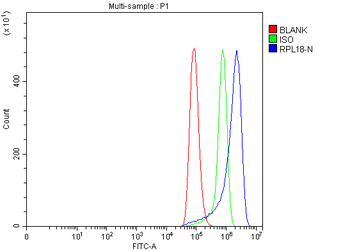 RPL18 Rabbit Polyclonal Antibody