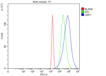 LIN7C Rabbit Polyclonal Antibody