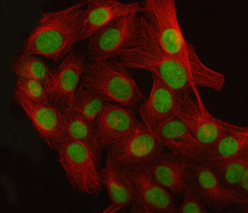 CROP/LUC7L3 Rabbit Polyclonal Antibody