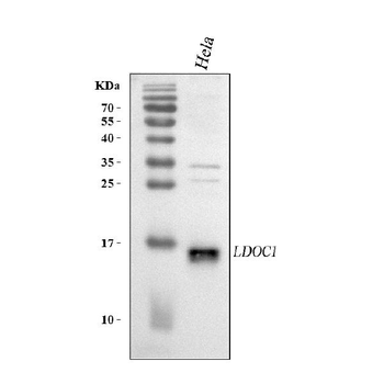 LDOC1 Rabbit Polyclonal Antibody