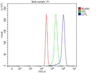 LCTL Rabbit Polyclonal Antibody