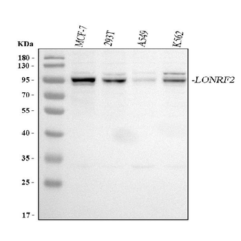 LONRF2 Rabbit Polyclonal Antibody