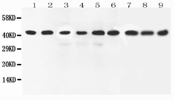 ERK2/MAPK1 Rabbit Polyclonal Antibody