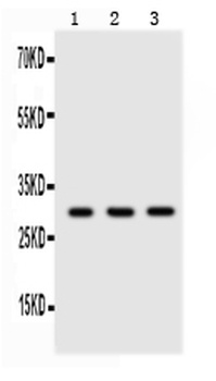 Adiponectin/ADIPOQ Rabbit Polyclonal Antibody