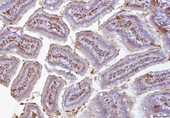 COX1/Cyclooxygenase 1/PTGS1 Rabbit Polyclonal Antibody