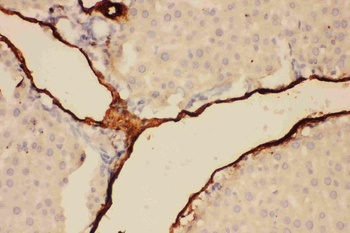 Adiponectin/ADIPOQ Rabbit Polyclonal Antibody