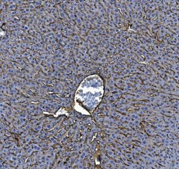 ICAM1 Rabbit Polyclonal Antibody