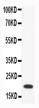 Macrophage Inflammatory Protein 4/CCL18 Rabbit Polyclonal Antibody