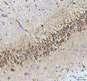 HCRT Rabbit Polyclonal Antibody
