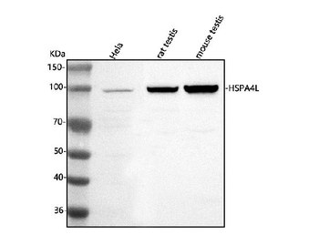 HSPA4L Rabbit Polyclonal Antibody
