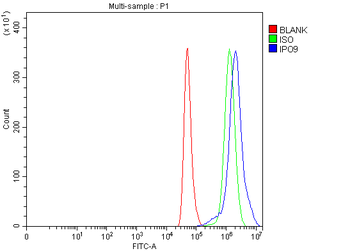 IPO9 Rabbit Polyclonal Antibody