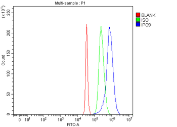 IPO9 Rabbit Polyclonal Antibody