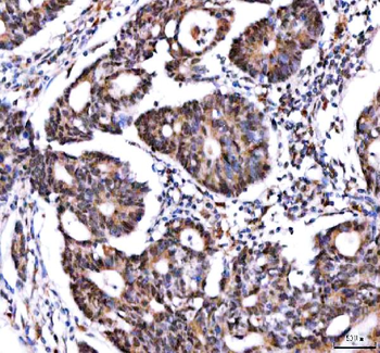 IPO9 Rabbit Polyclonal Antibody