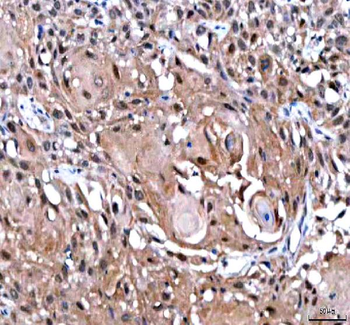 IPO9 Rabbit Polyclonal Antibody