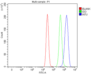 INTU Rabbit Polyclonal Antibody