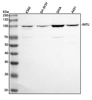 INTU Rabbit Polyclonal Antibody