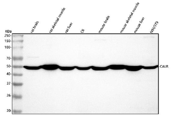 Calreticulin/CALR Rabbit Polyclonal Antibody