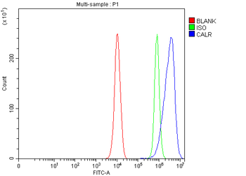 Calreticulin/CALR Rabbit Polyclonal Antibody