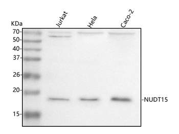 NUDT15 Rabbit Polyclonal Antibody