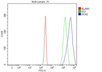 Hcn2 Rabbit Polyclonal Antibody